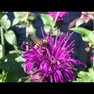 Meet your Posher, Ann